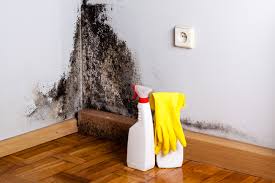 Professional Mold Removal Services in Hilbert, WI